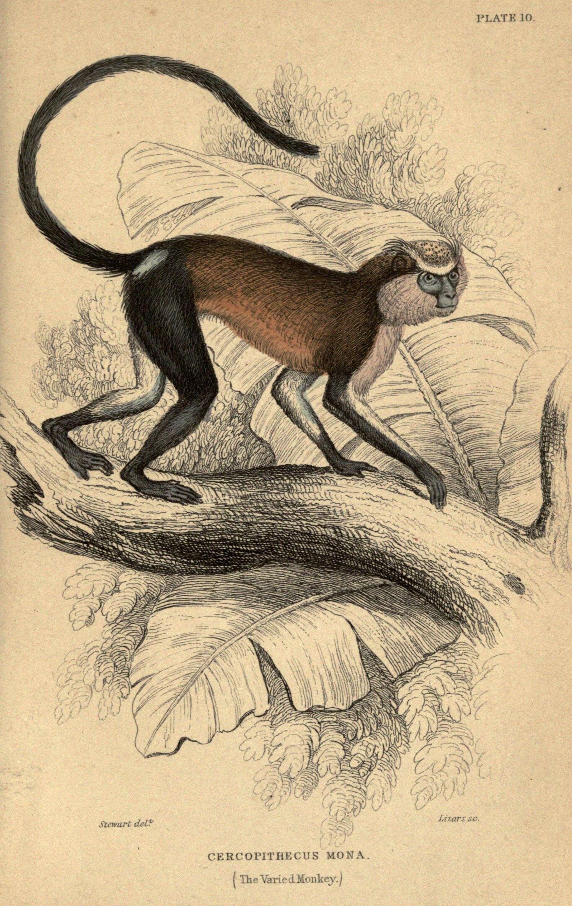 Слика од Cercopithecus mona (Schreber 1775)