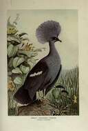 Image of Blue Crowned-pigeon