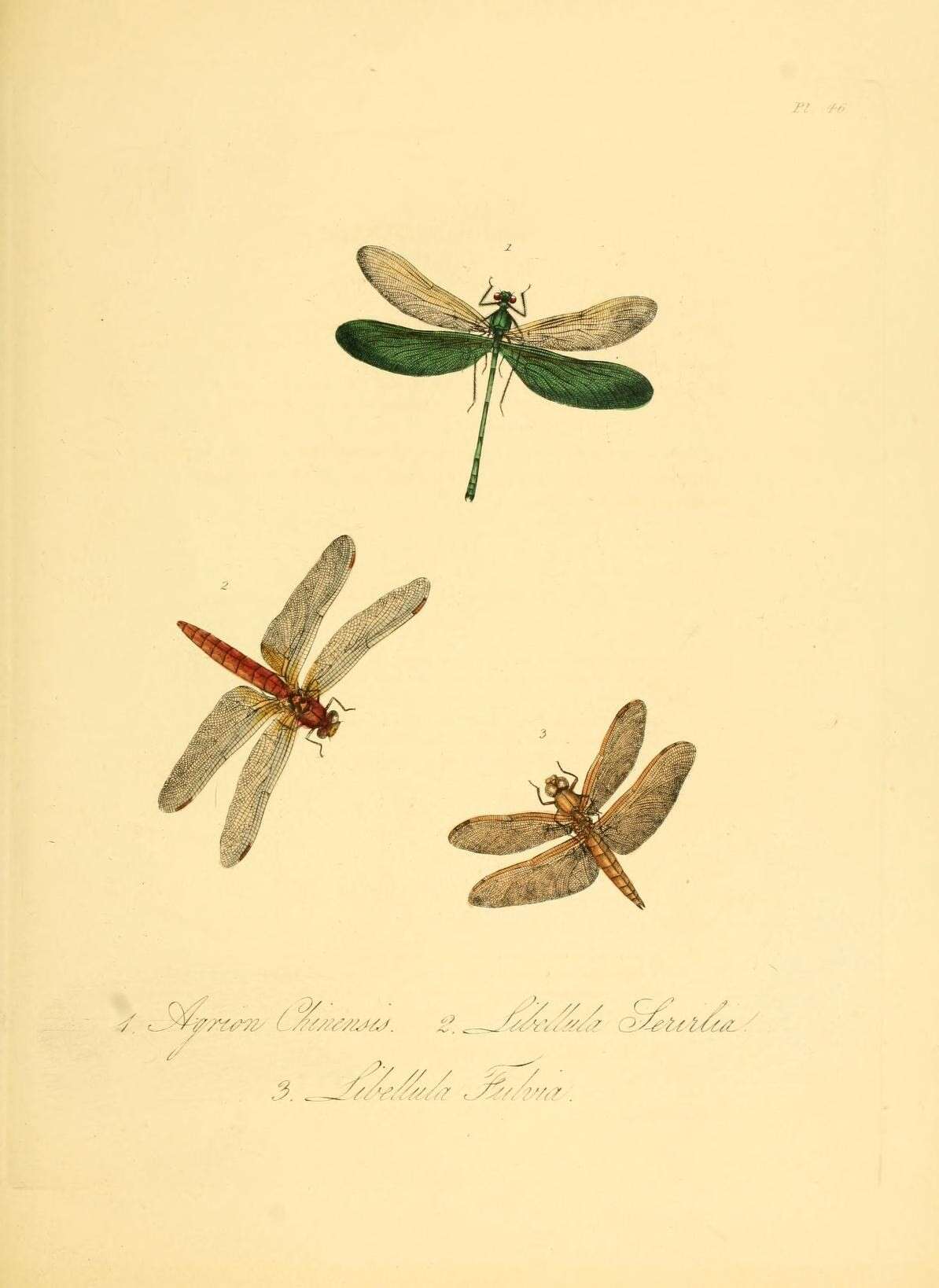 Imagem de Neurobasis chinensis (Linnaeus 1758)