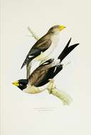 Image of Eophona Gould 1851