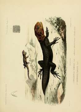 Image of Trinidad Gecko