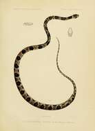 Image of Catesby's Snail-eater