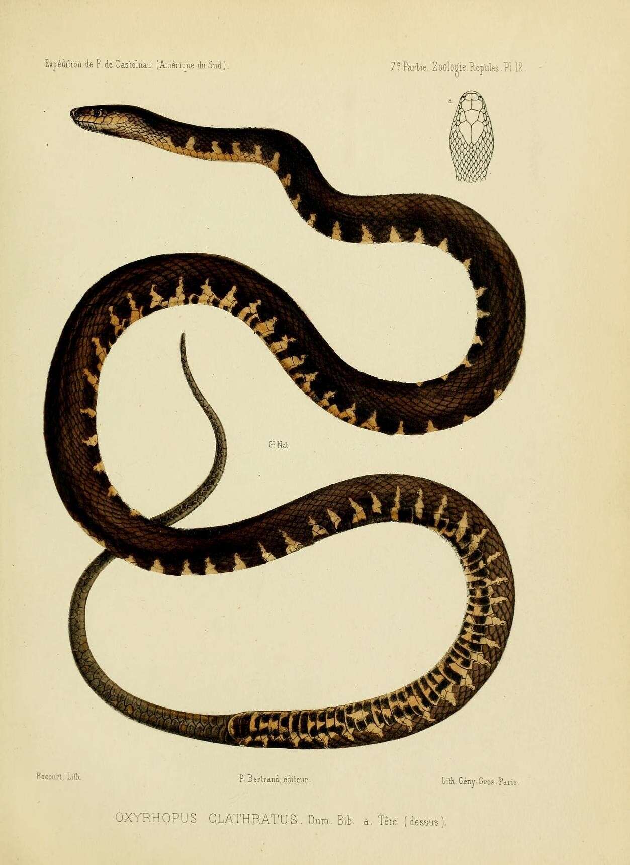 Oxyrhopus clathratus A. M. C. Duméril, Bibron & A. H. A. Duméril 1854 resmi