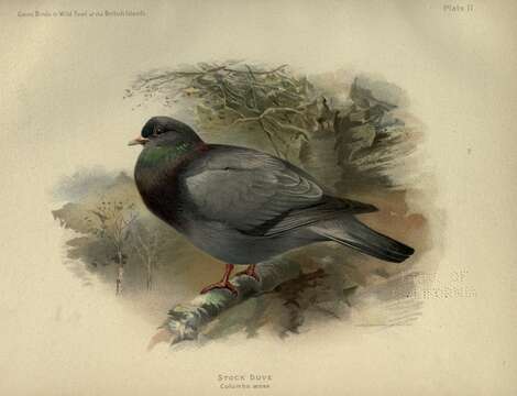 Image of Stock Dove