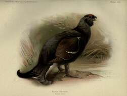 Image of Lyrurus Swainson 1832