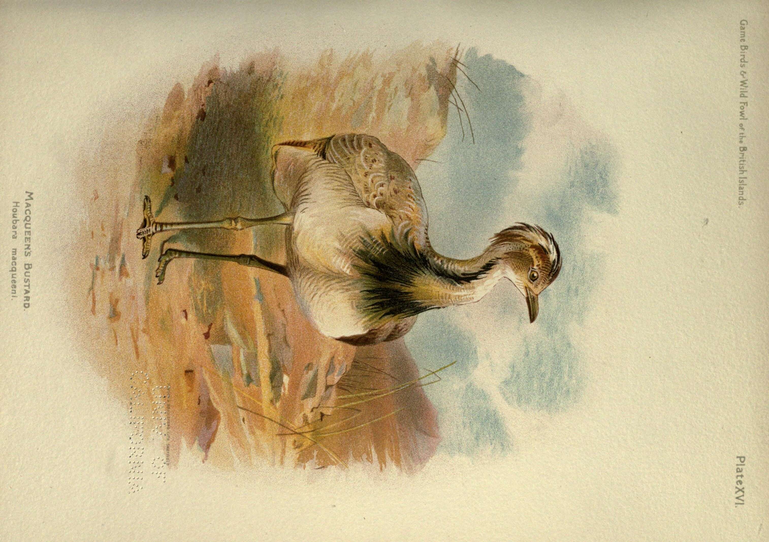 Image of Asian Houbara Bustard