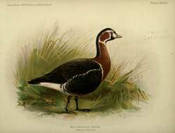 Image of Red-breasted Goose