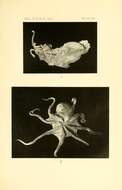 Imagem de Megalocranchia fisheri (Berry 1909)