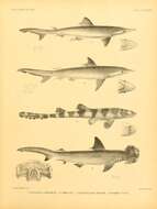 Plancia ëd Scoliodon laticaudus Müller & Henle 1838