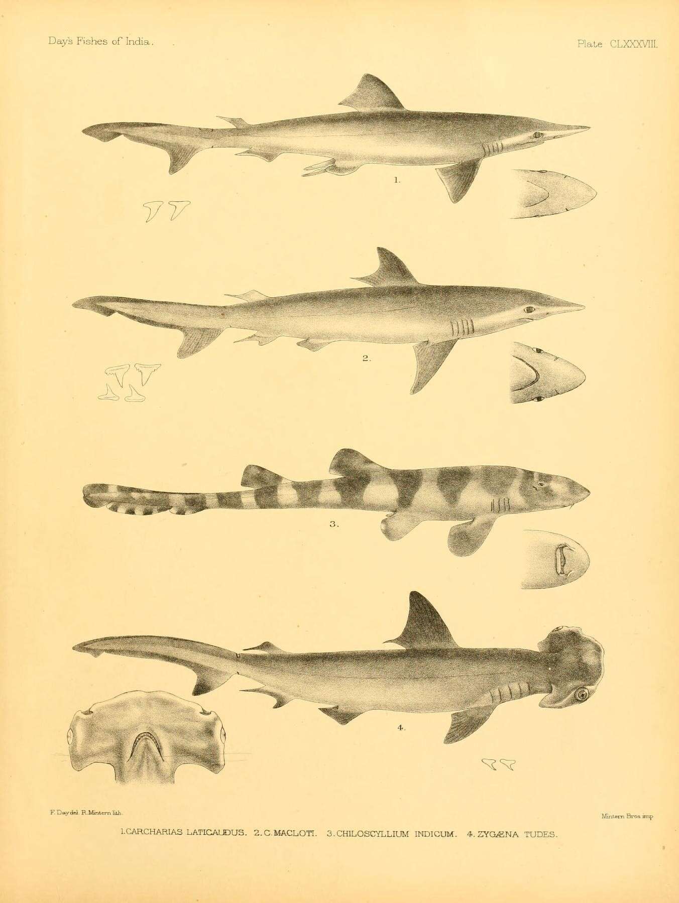 Image of Spadenose Shark