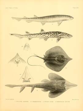 Image of Dogfish