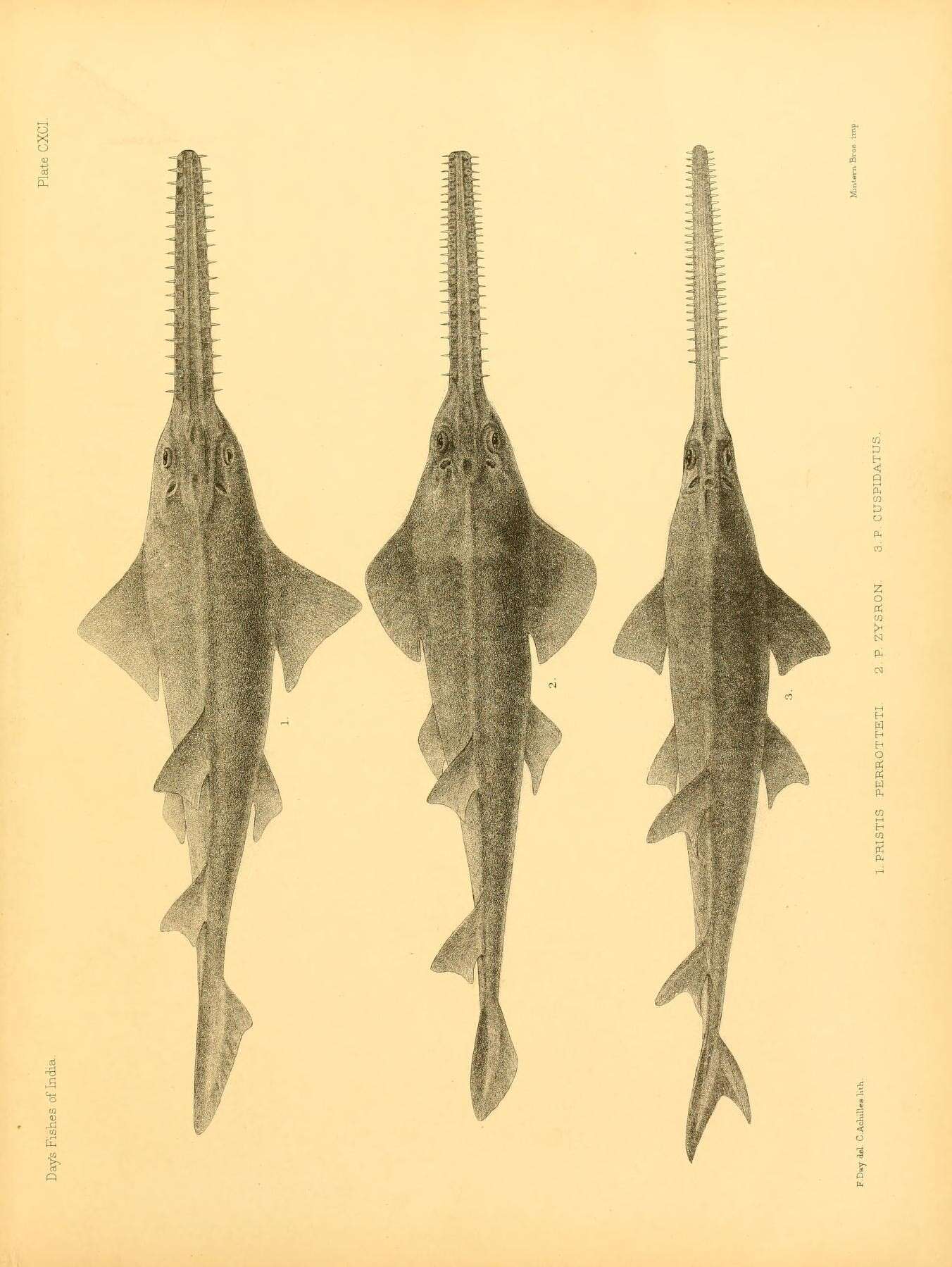 Image of Largetooth sawfish