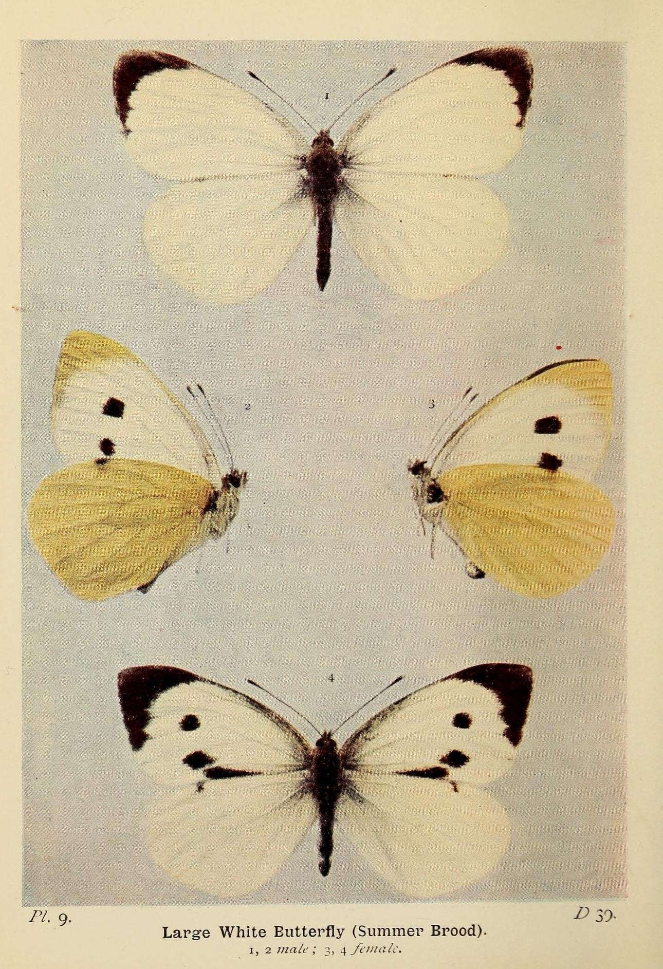 Imagem de Pieris brassicae (Linnaeus 1758)