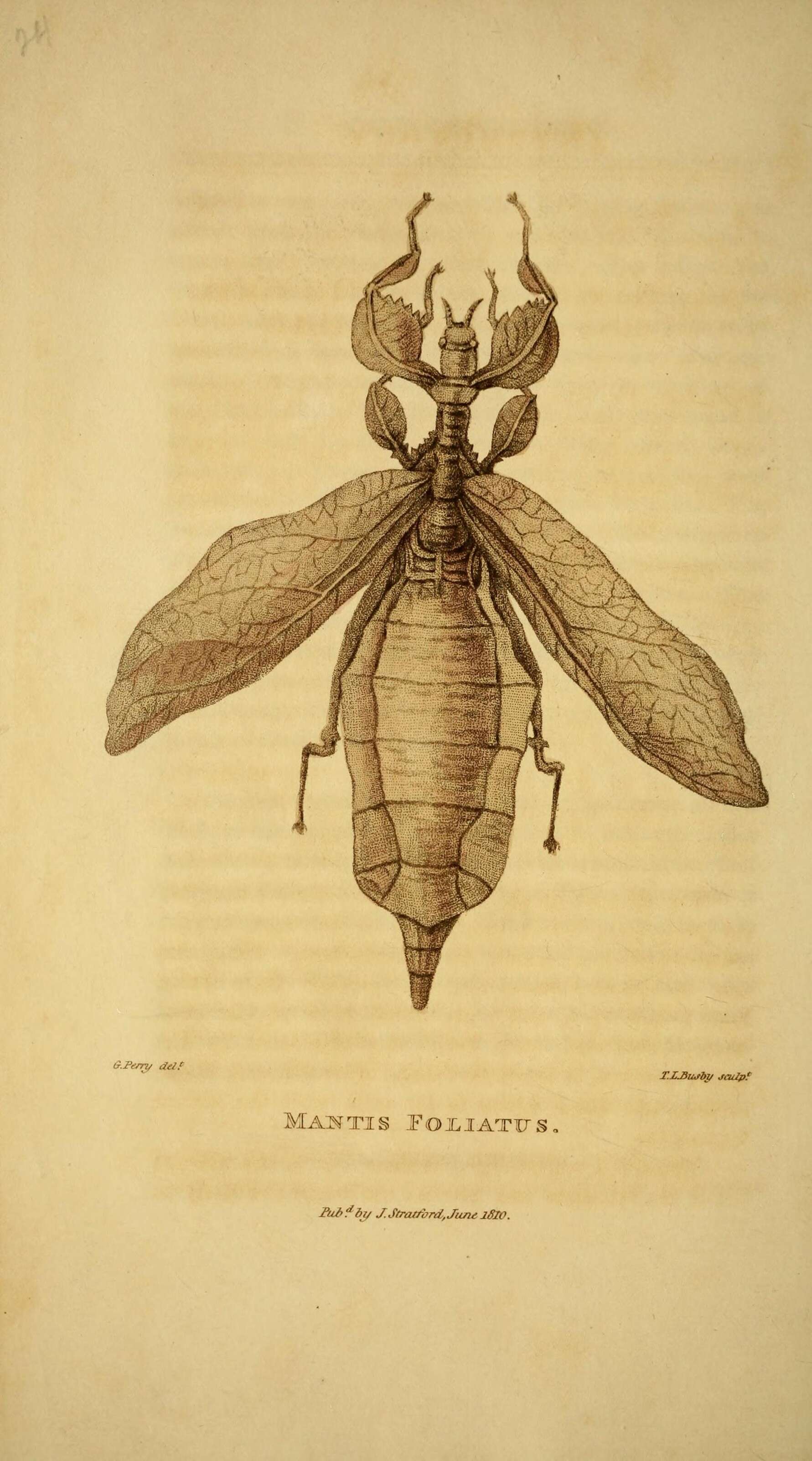Image of Phyllium (Phyllium) siccifolium (Linnaeus 1758)