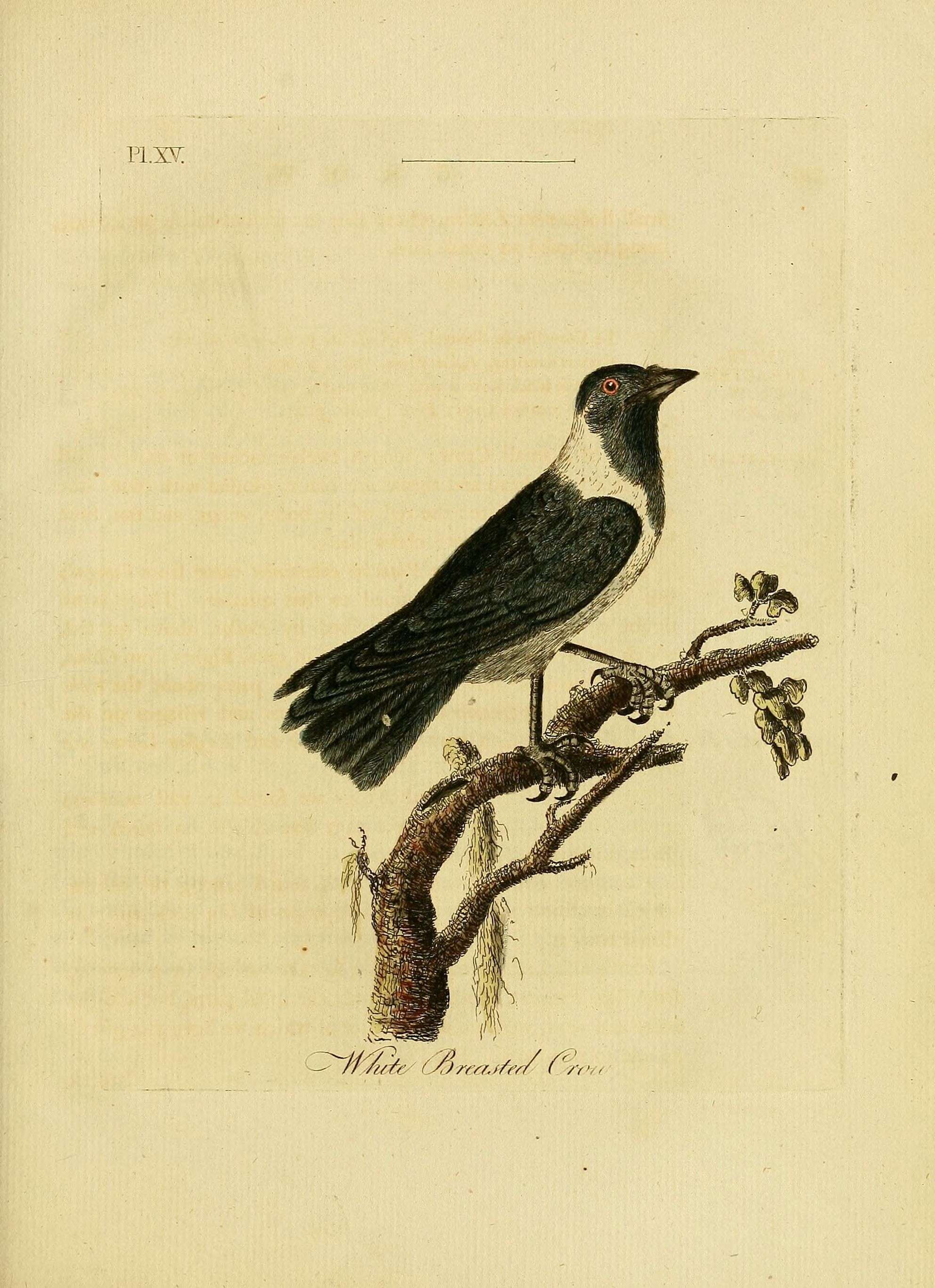 Слика од Corvus albus Müller & Pls 1776