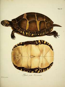 Image of Eastern Painted Turtle