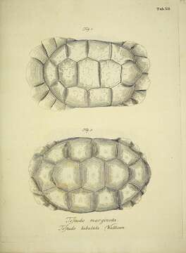 Слика од Chelonoidis denticulatus (Linnaeus 1766)