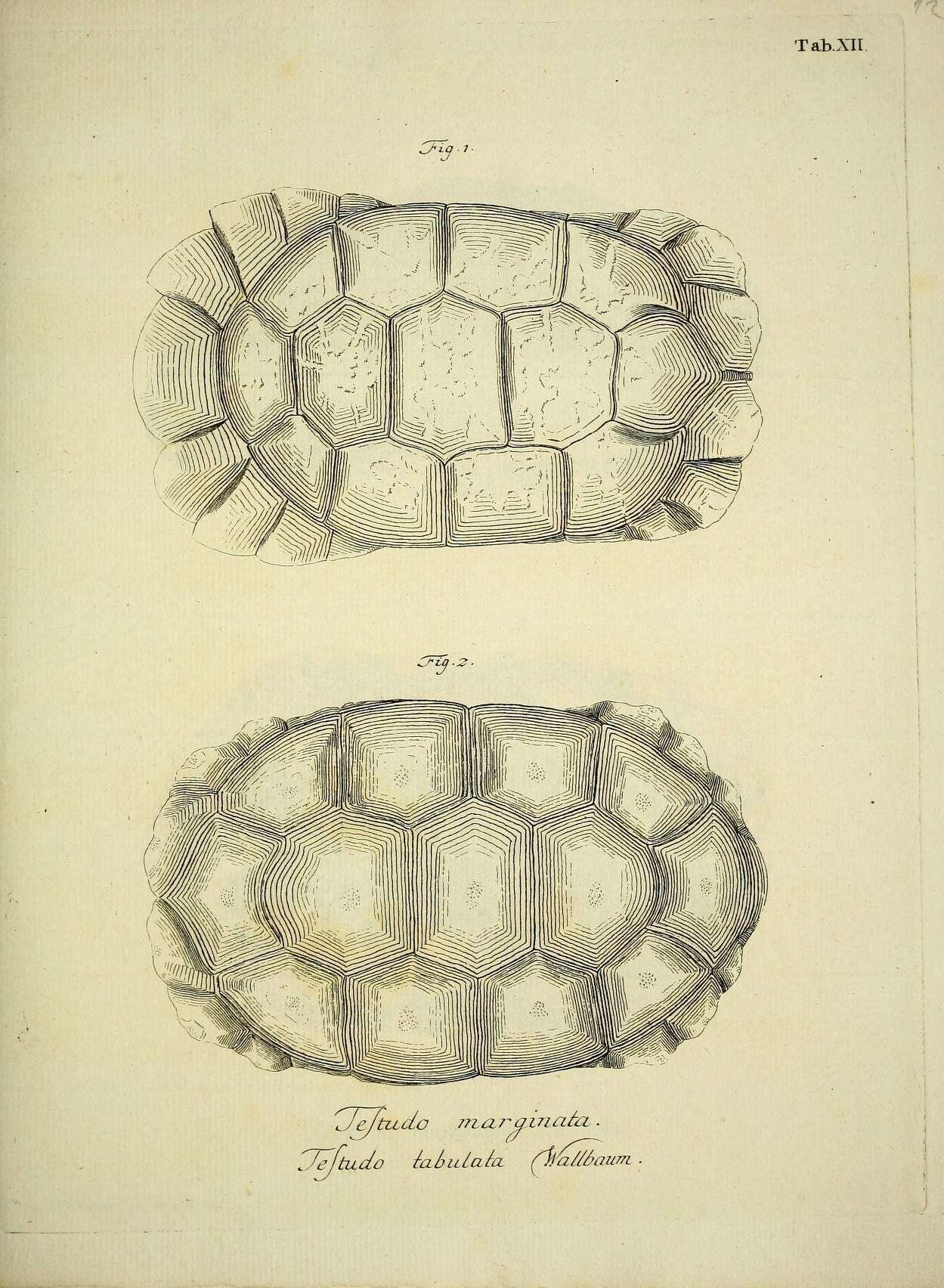 Image of Yellow-footed Tortoise