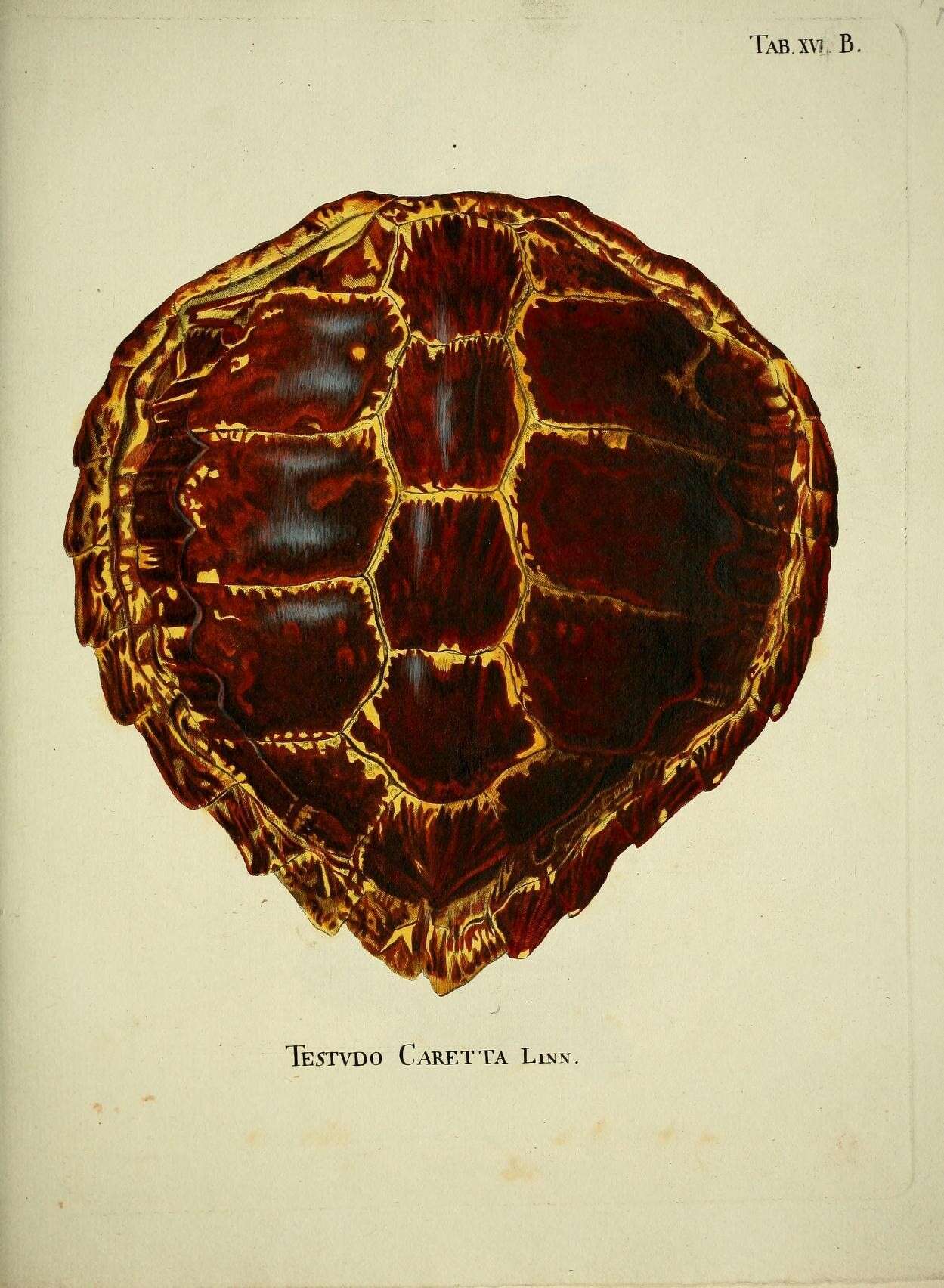 Image of Caretta