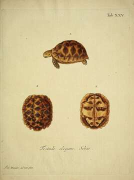 Image of Typical Tortoises