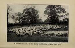 Image of Domestic Sheep