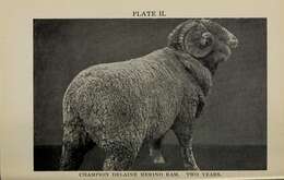 Image of Domestic Sheep