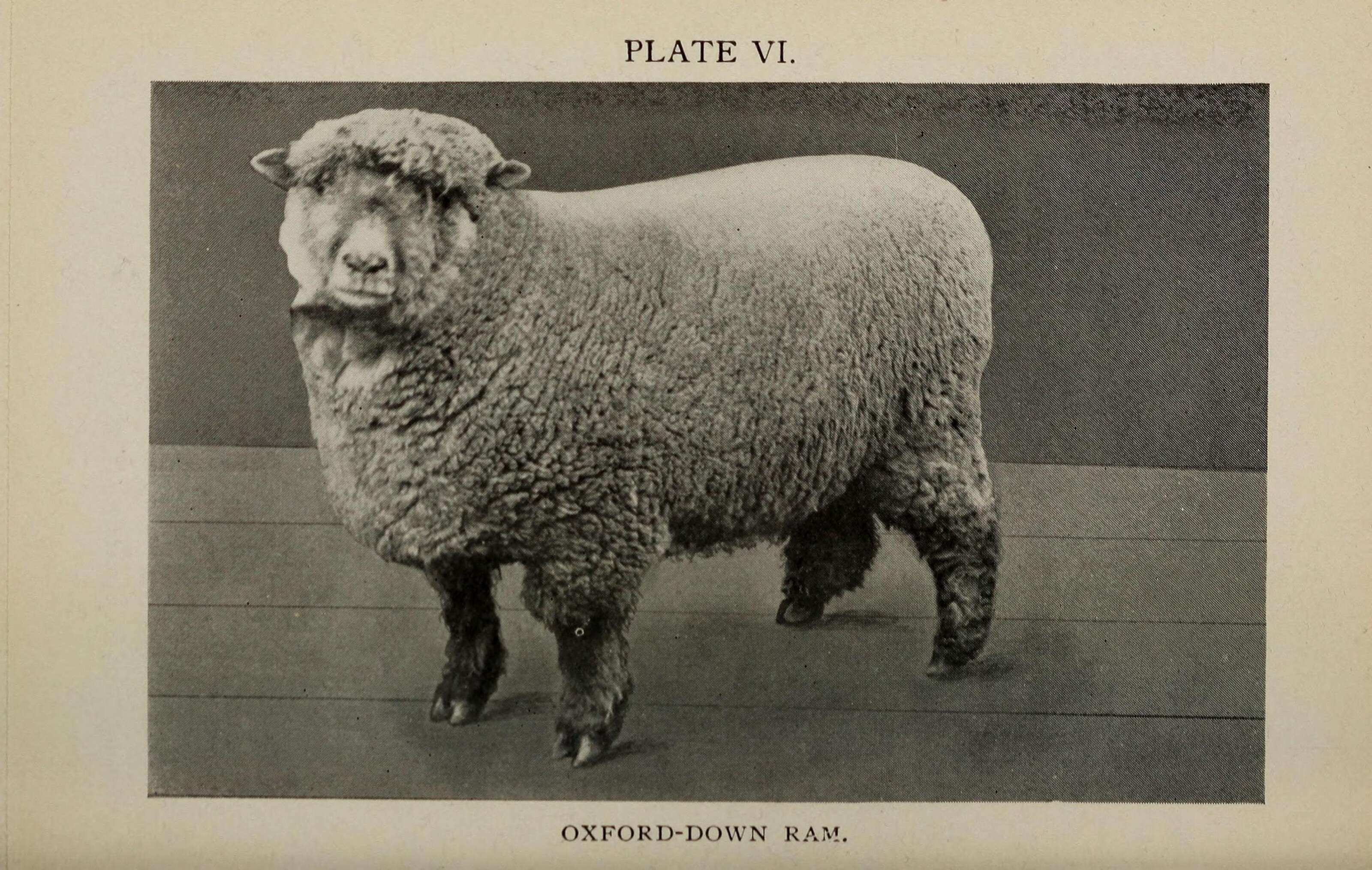 Image of Domestic Sheep