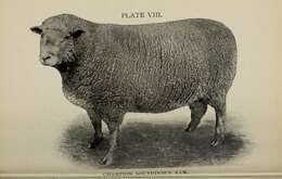 Image of Domestic Sheep