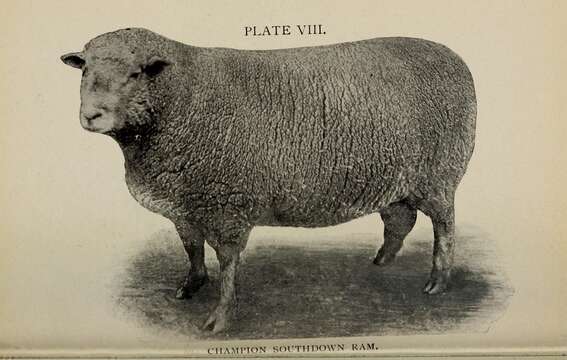 Image of Ovis aries Linnaeus 1758