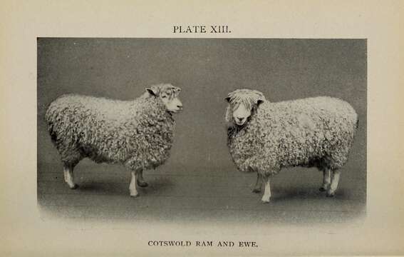 Image of Domestic Sheep