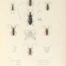 Image of Apocoptoma chabrillacii Thomson 1857
