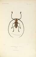 Image of Wallace’s long-horn beetle