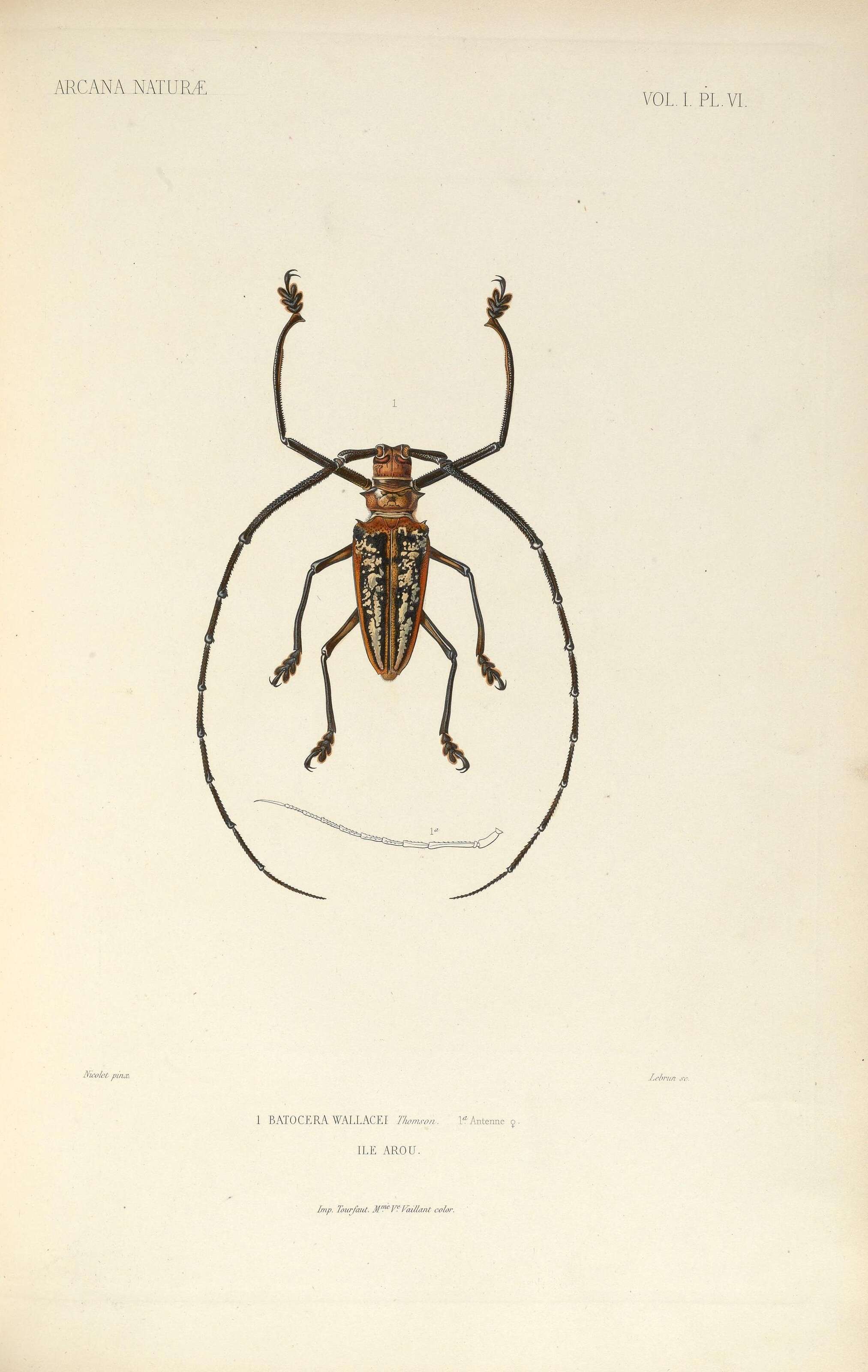 Imagem de Batocera wallacei Thomson 1858