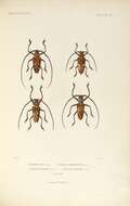 Image of Batocera laena Thomson 1858