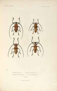 Image of Batocera laena Thomson 1858