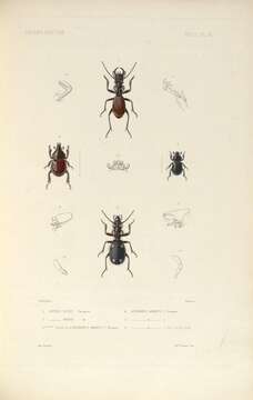 Image of Anthia (Anthia) lunae J. Thomson 1859