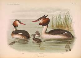 Image of Podiceps Latham 1787