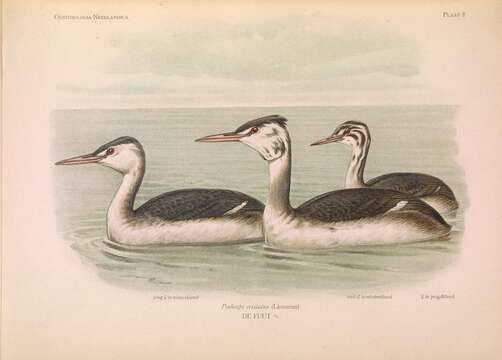 Image of Podiceps Latham 1787