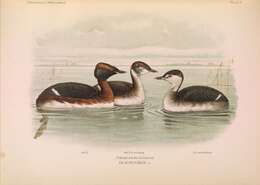 Image of Podiceps Latham 1787