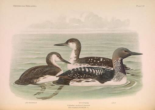 Image of Arctic Loon