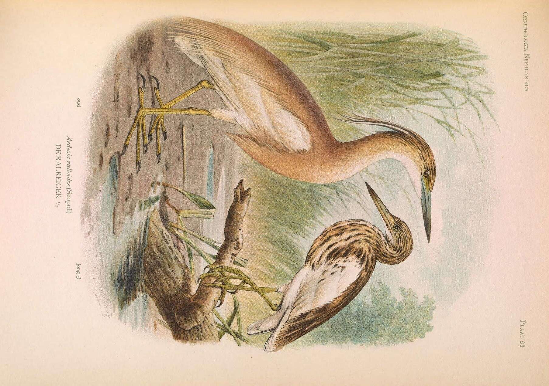 Image of Common Squacco Heron