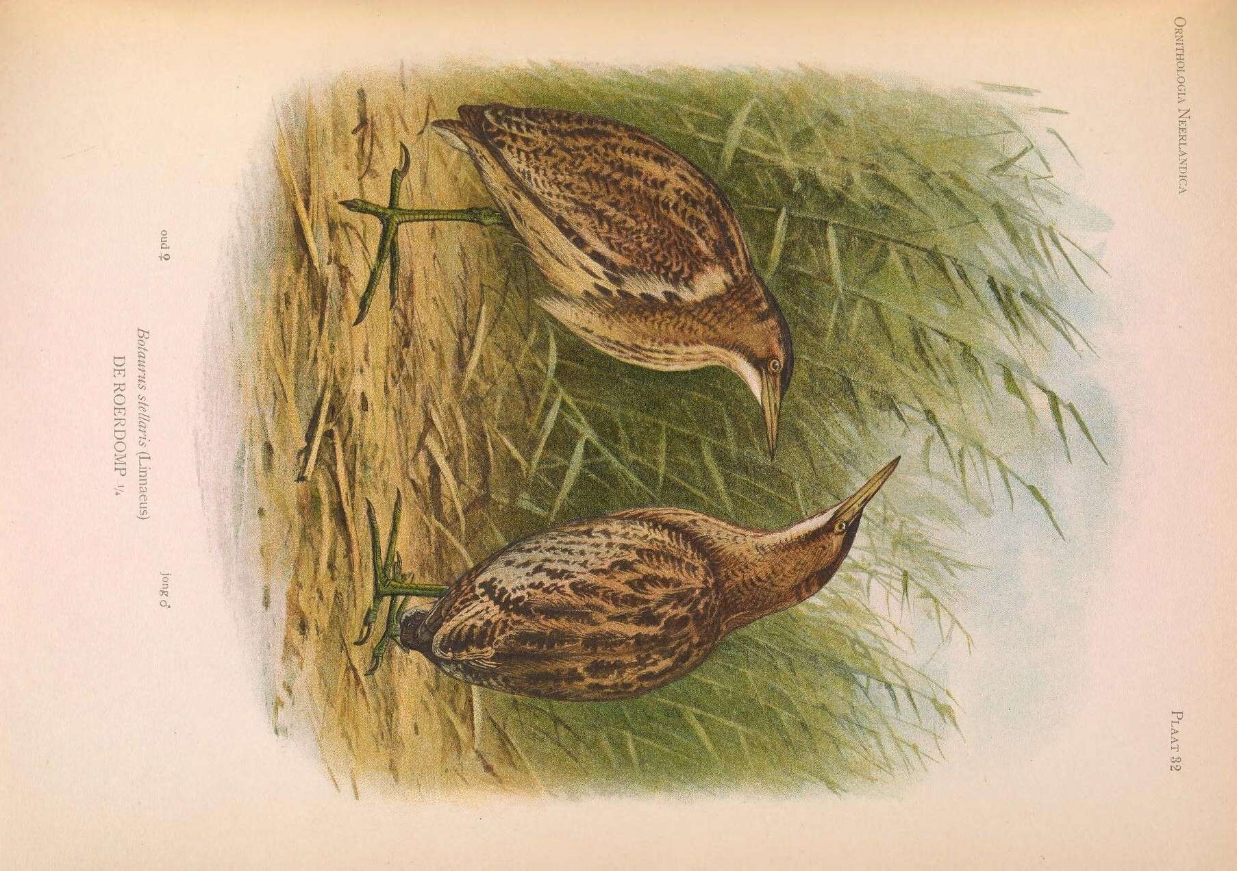 Image of great bittern, bittern