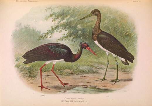 Image of Black Stork