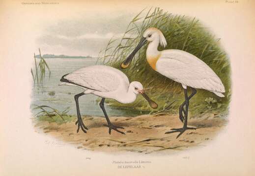 Image of spoonbill, eurasian spoonbill