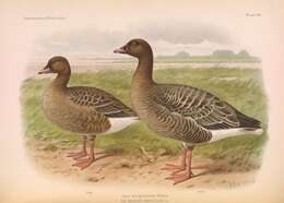 Imagem de Anser brachyrhynchus Baillon 1834