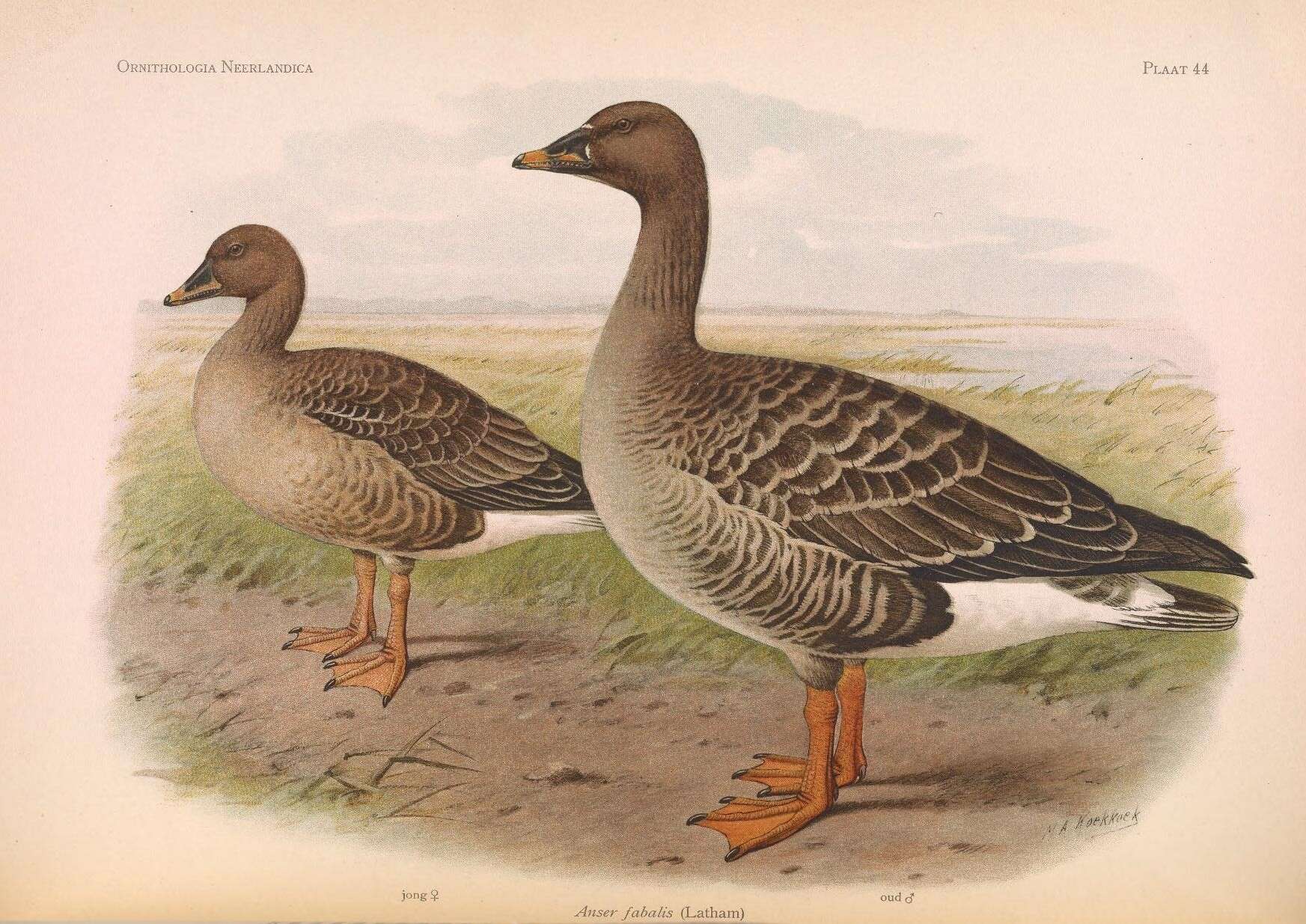 Image of Bean Goose