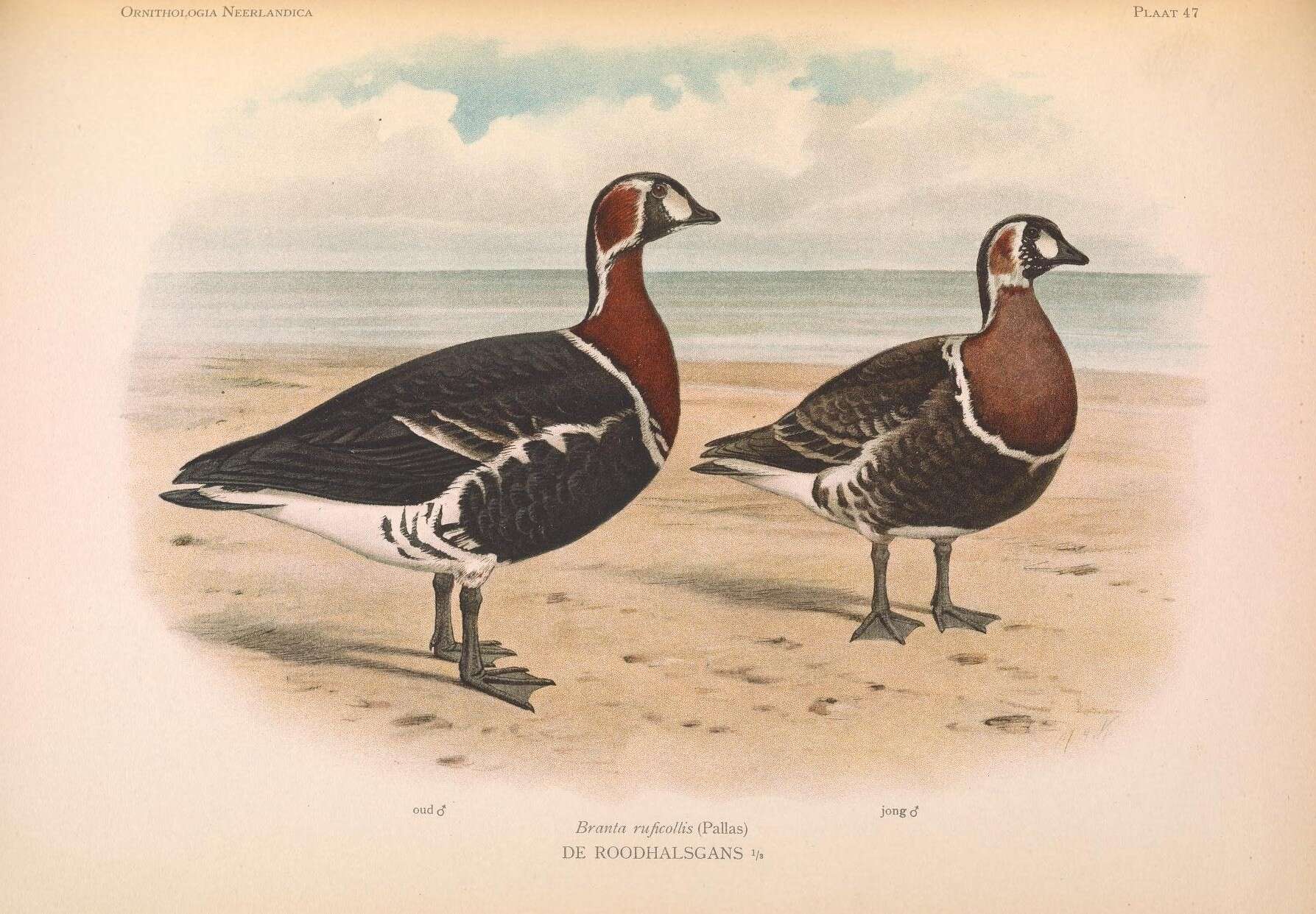 Image of Red-breasted Goose