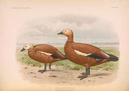 Image of Ruddy Shelduck