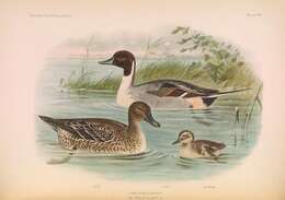 Image of pintail, northern pintail