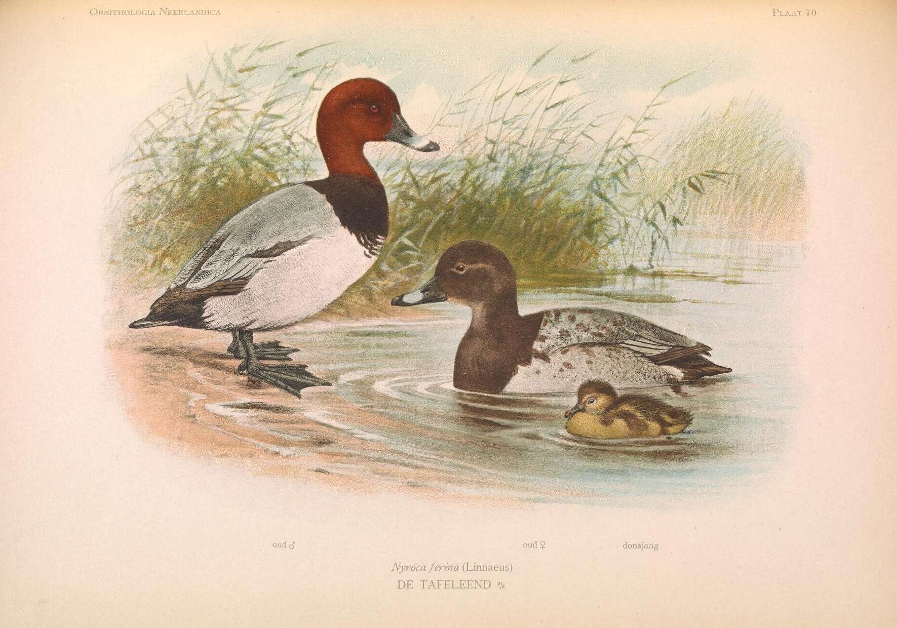 Image of pochard, common pochard